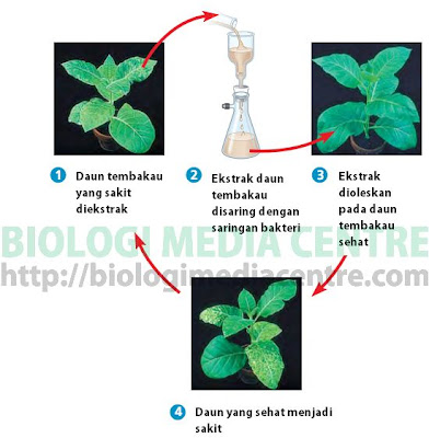 virus Virus : Sejarah penemuannya (1)