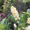 Chokecherry