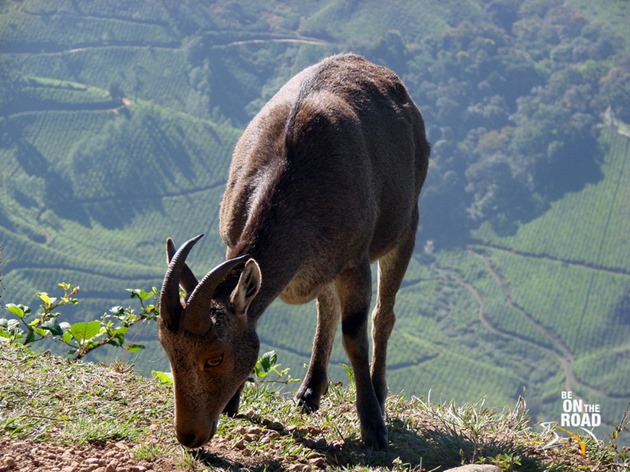 Nilgiri Tahr at Eravikulam National Park