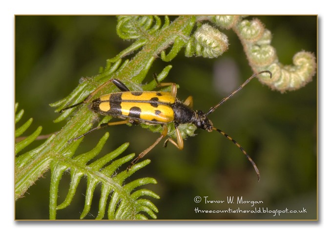 Bug Affair 10 Smartest Black and Yellow LH