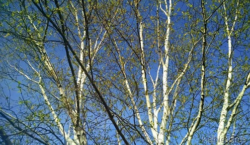 4. blue sky through white branches 5-8-15