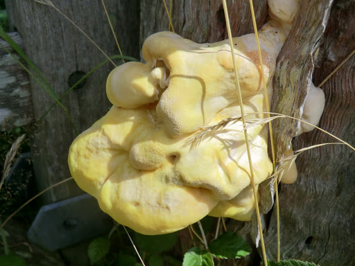 CIMG8388 Fungus on wooden gate