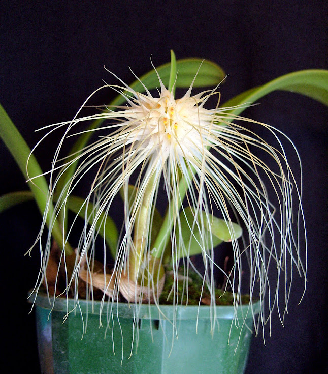 Bulbophyllum medusae S1051179