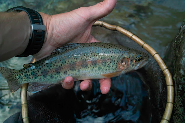 Tenkara trout, rainbow trout, similar to Amago