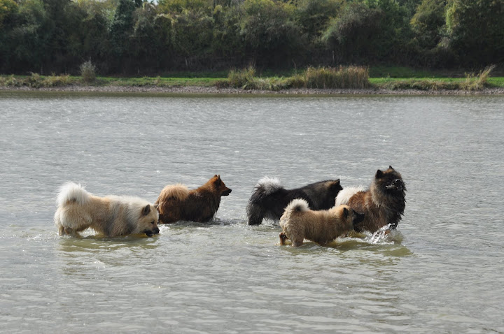 L'EURASIER (groupe 5) DSC_0332