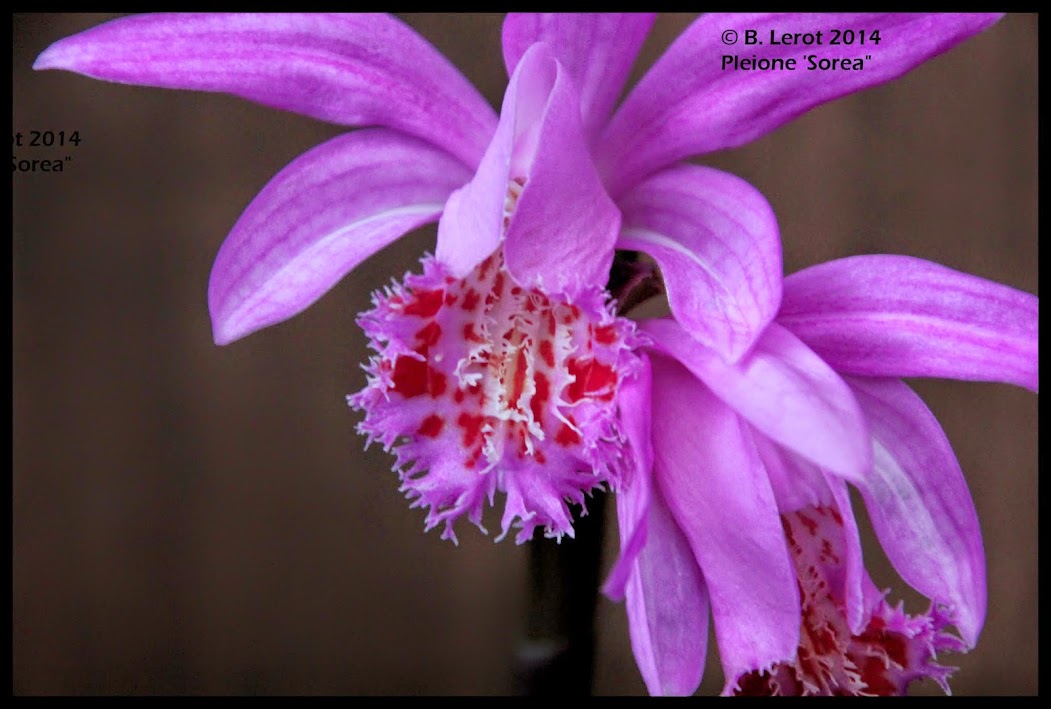 Pleione Sorea IMG_9723