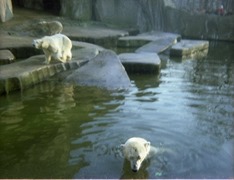 1981.02.01-013-02 ours blancs