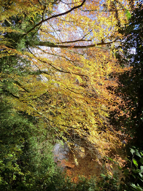 CIMG9705 Autumn colours at Sherbourne Pond