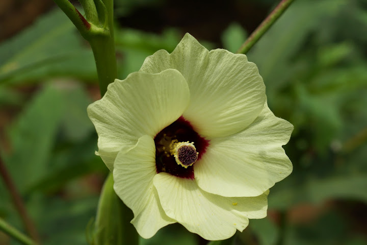 Шри-Ланка: на машине 1 100 км,  фото без комментариев, март-апрель 2013г.