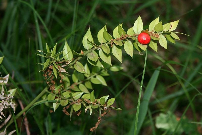 ruscus-aculeatus-6