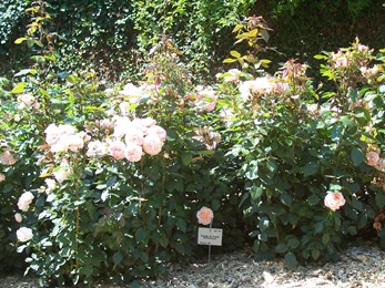 2013.07.17-011 rose sourire du Havre