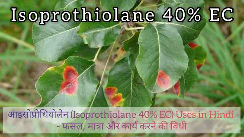 आइसोप्रोथियोलेन (Isoprothiolane 40% EC) Uses in Hindi - फसल, मात्रा और कार्य करने की विधी