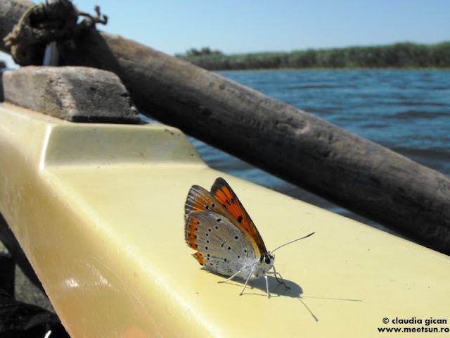 fluturas albastru (Polyommatus icarus) pe barca in Delta