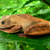 Rusty tree frog