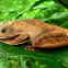 Rusty tree frog