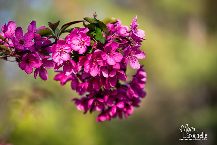 Malus Prairiefire ou Prairifire c'est selon le producteur :P  Malus-prairifire-140531-183rm