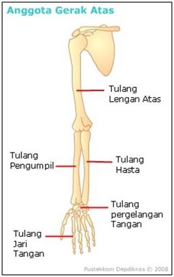 Tulang pergelangan tangan tulang pergelangan kaki dan ruas-ruas tulang belakang berdasarkan bentukny