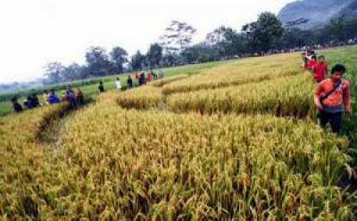 Another Crop Circle Discovered In Yogyakarta Indonesia