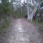 Track to Nerang Viewpoint (27542)