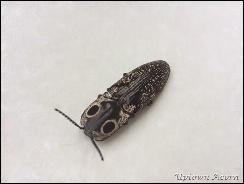 click beetle