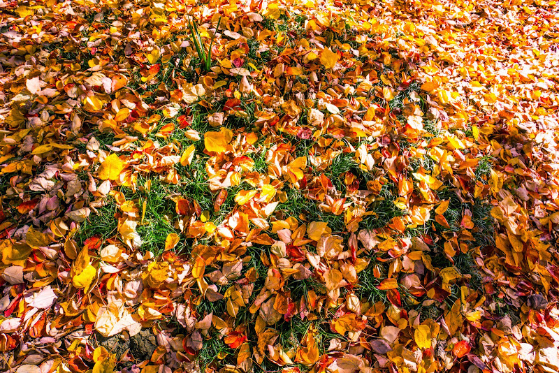 新宿御苑 紅葉 写真5