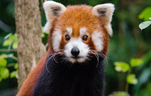 Red Panda Wallpaper New Tab small promo image