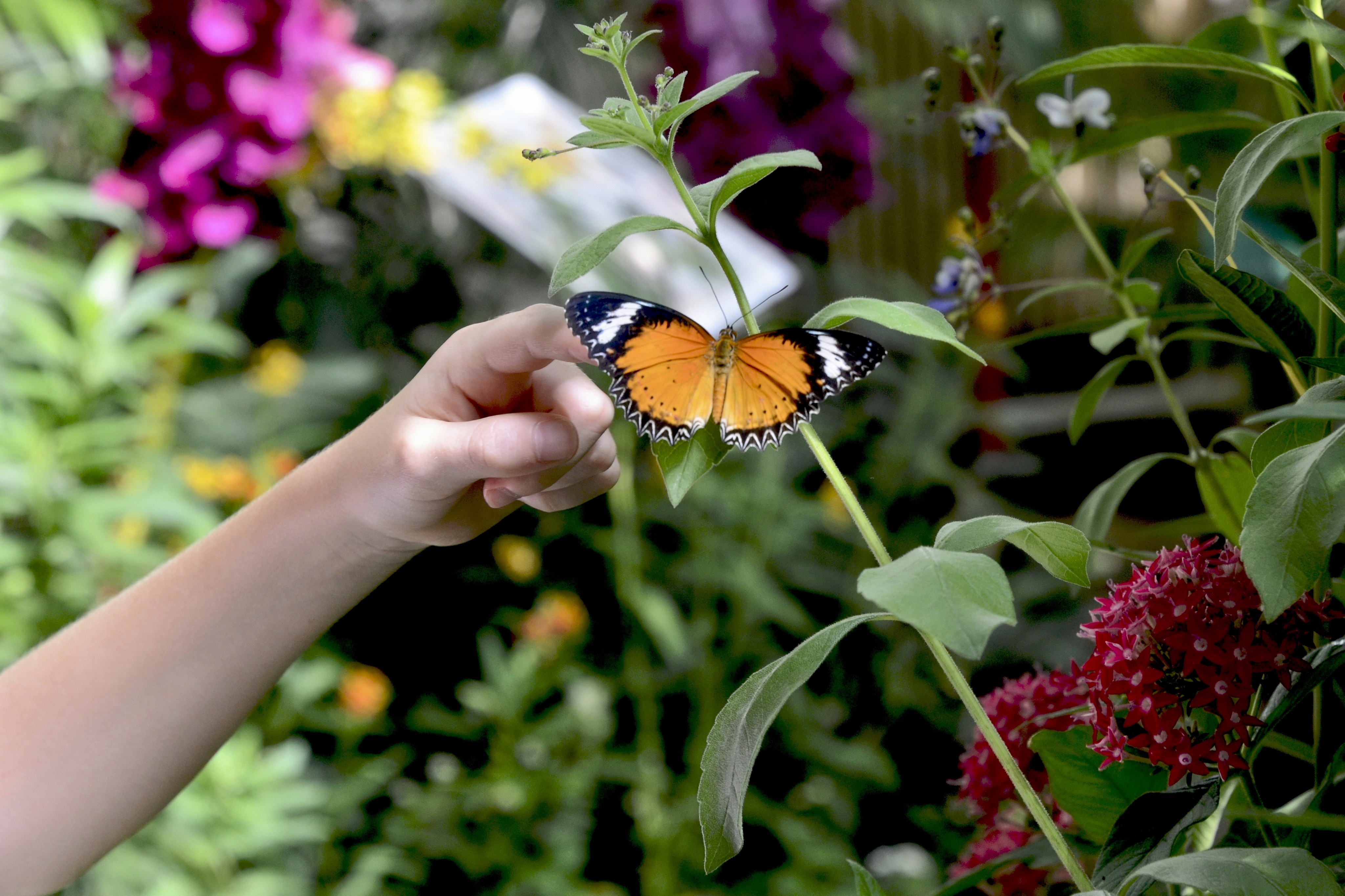 Papiliofobia di GVatterioni