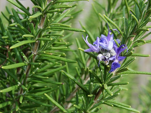 rosemary756030841441181172jpg