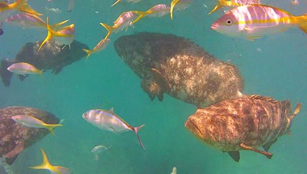 Goliath Grouper