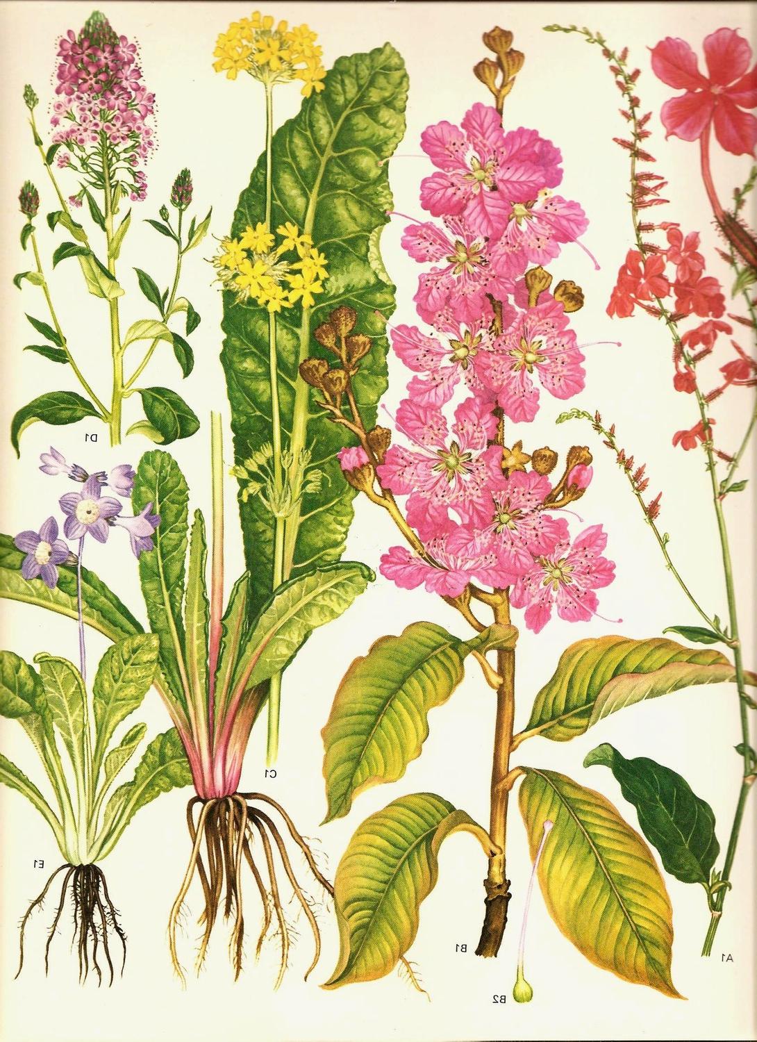 Wild Flowers Book PLATE 114 Beautiful Pink Yellow Light Purple Summer