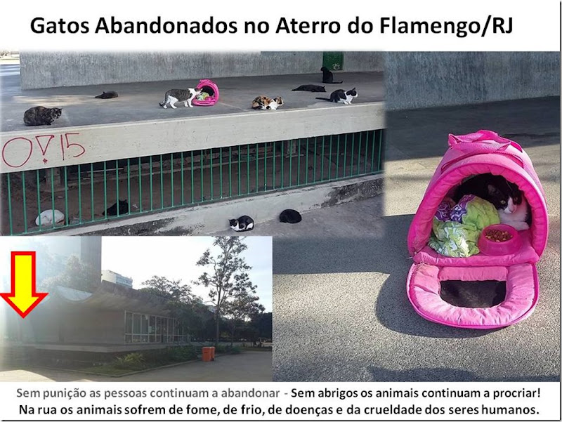 gatos_aterro_flamengo