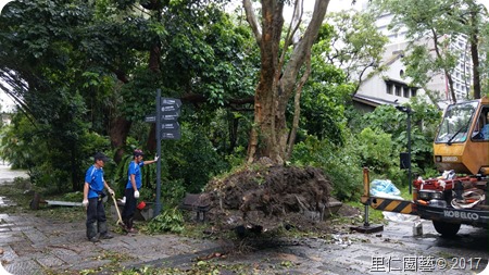 松山文創樹木扶正_170816_0015