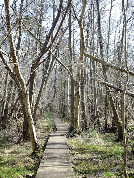 Boardwalks past the more marshy areas