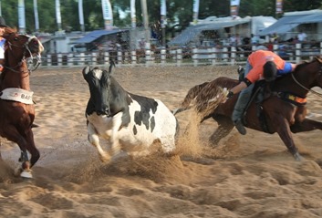 vaquejada