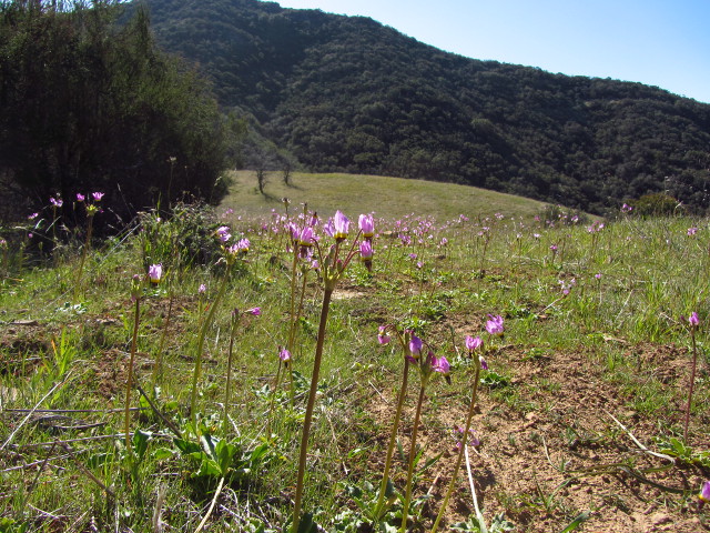 a potrero covered in shooting stars