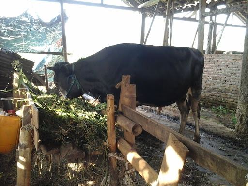 K T T Rejeki Lumintu Cattle Farm