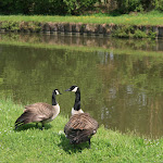 Canal du Loing