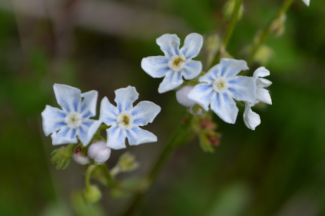 blue stripes on white petals