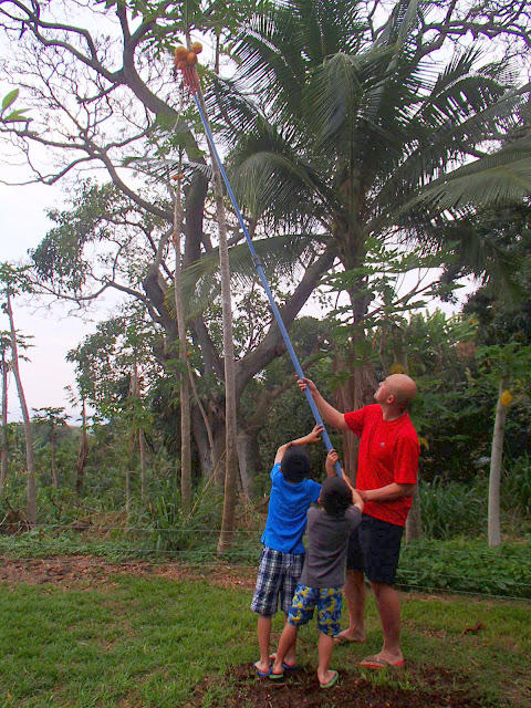 Picking Papayas at Big Island