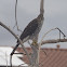 Cooper's Hawk - Immature