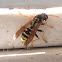 European Paper Wasp