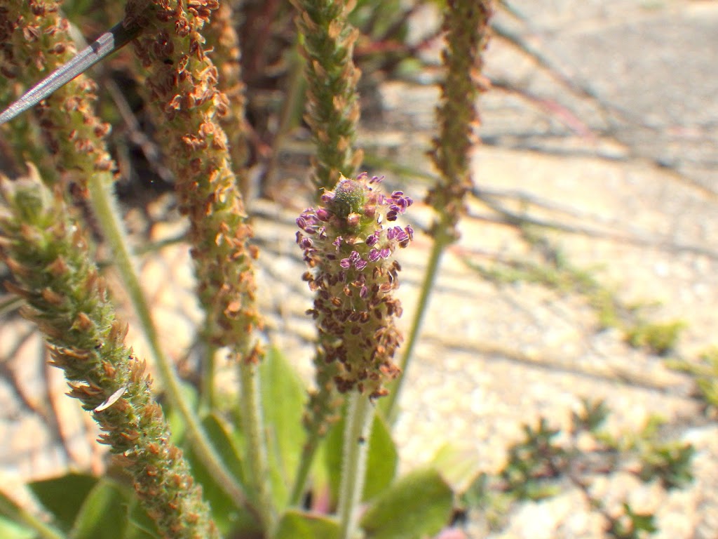 ツボミオオバコ Plantago Virginica Familiar Flowers 2