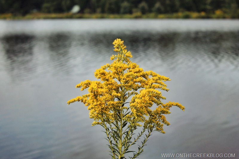 Goldenrod flowers