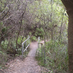 Overcliff Walk (7757)