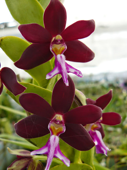 Trichoglottis atropurpurea (brachiata) P1040768