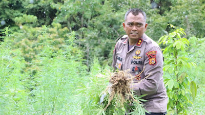 Dipimpin Oleh Kapolres, Jajaran Polres Aceh Besar Musnahkan Empat Hektar Ladang Ganja