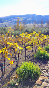 A look at Viansa Winery grounds