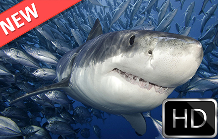 Sharks HD new free tab theme Preview image 0