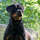 Von Calvario Rottweilers Kennel