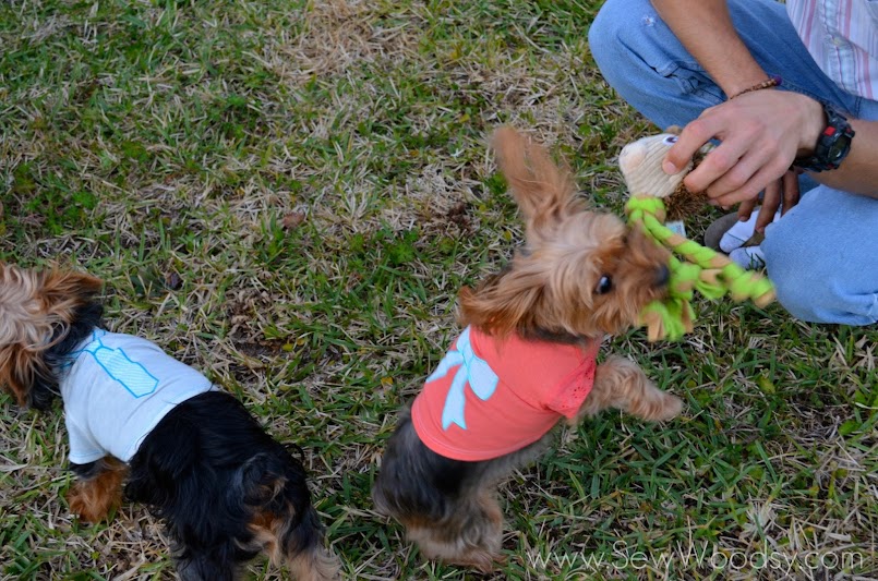 Martha Stewart Pets via SewWoodsy.com